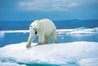 Ours blanc sur un banc de glace de Wager Bay. Source : Wikipedia